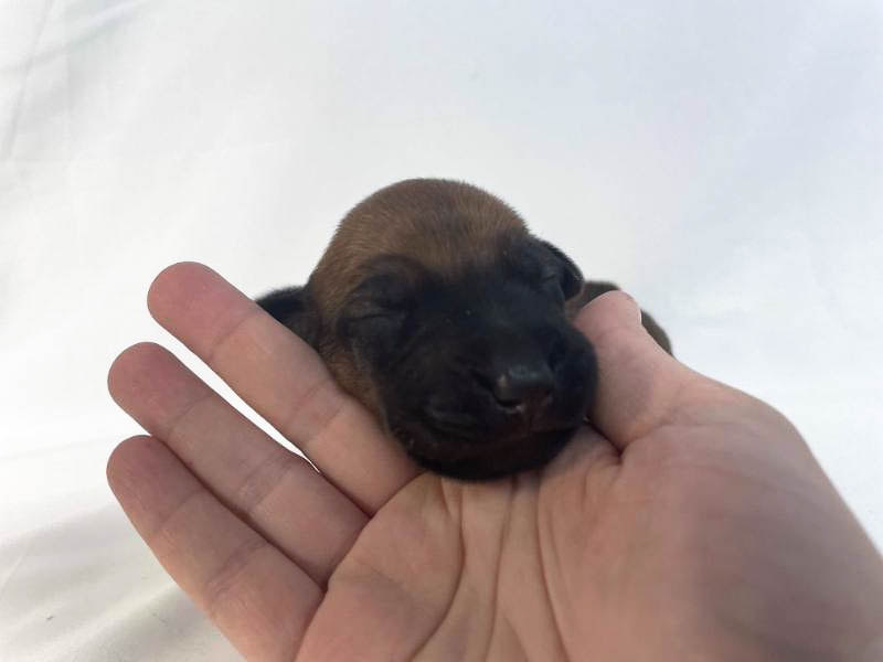 Rhodesian Ridgeback puppies for sale houston texas 7 Rhodesian Ridgeback puppies for sale houston texas 7