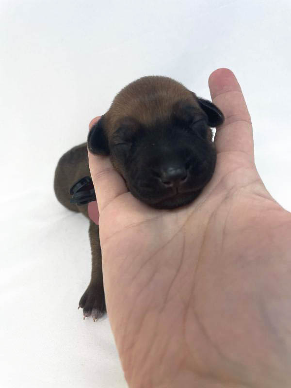 Rhodesian Ridgeback puppies for sale houston texas 8 Rhodesian Ridgeback puppies for sale houston texas 8