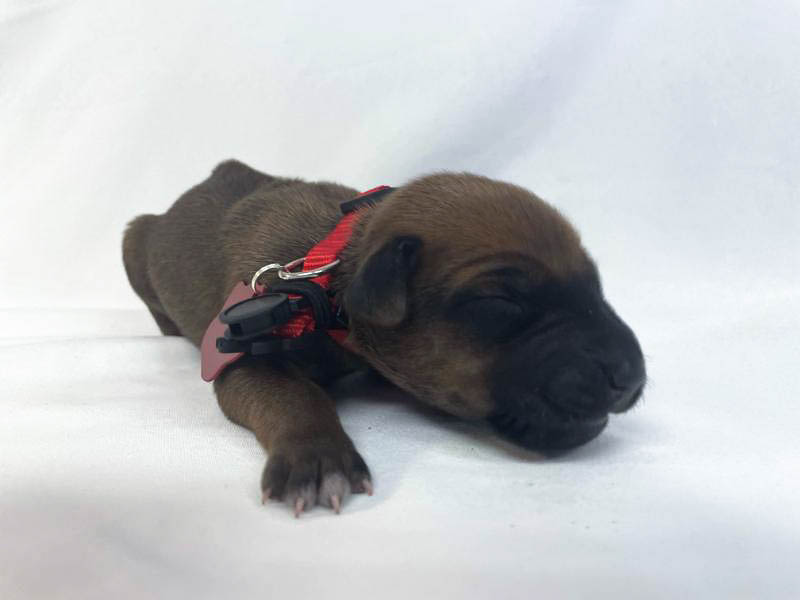 Rhodesian Ridgeback puppies for sale houston texas 9 Rhodesian Ridgeback puppies for sale houston texas 9