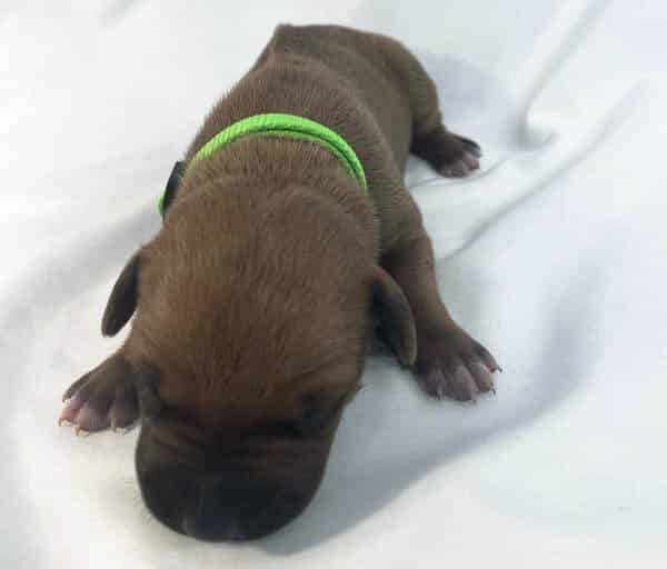 Rhodesian Ridgeback puppies for sale san antonio texas Rhodesian Ridgeback puppies for sale san antonio texas