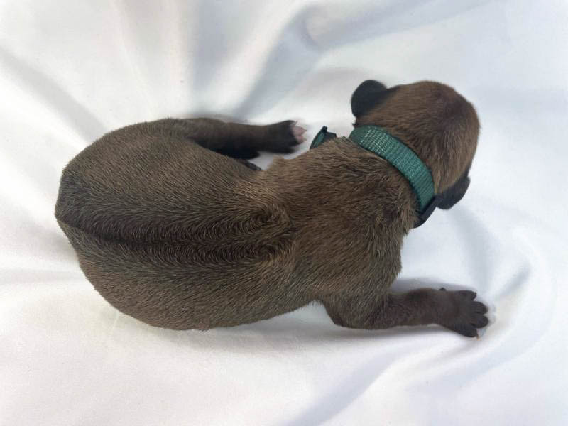 Rhodesian Ridgeback puppies for sale waco texas 1 Rhodesian Ridgeback puppies for sale waco texas 1