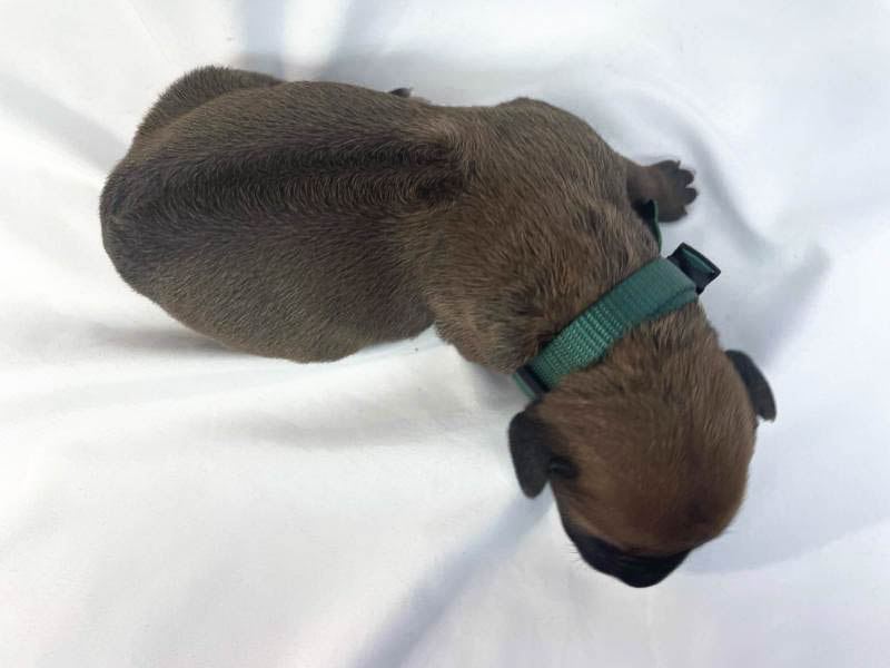 Rhodesian Ridgeback puppies for sale waco texas 3 Rhodesian Ridgeback puppies for sale waco texas 3