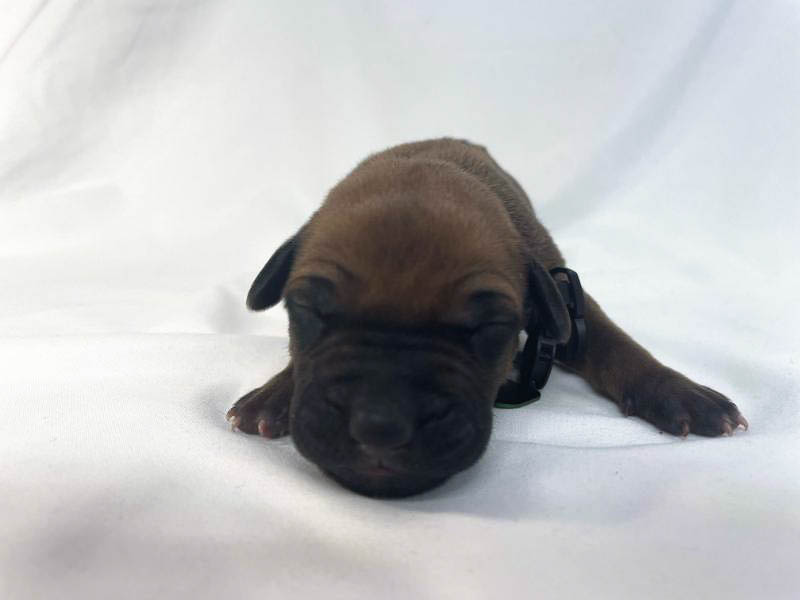 Rhodesian Ridgeback puppies for sale waco texas 4 Rhodesian Ridgeback puppies for sale waco texas 4