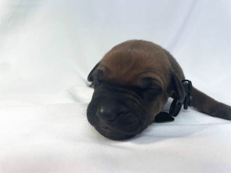 Rhodesian Ridgeback puppies for sale waco texas 5 Rhodesian Ridgeback puppies for sale waco texas 5