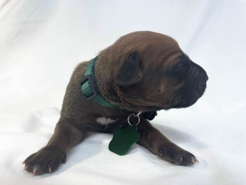 Rhodesian Ridgeback puppies for sale waco texas 6 Rhodesian Ridgeback puppies for sale waco texas 6