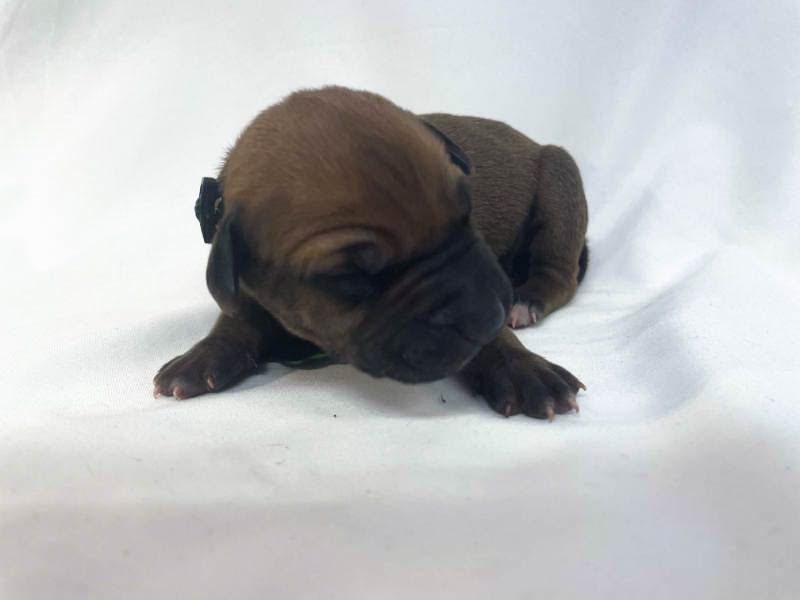 Rhodesian Ridgeback puppies for sale waco texas Rhodesian Ridgeback puppies for sale waco texas