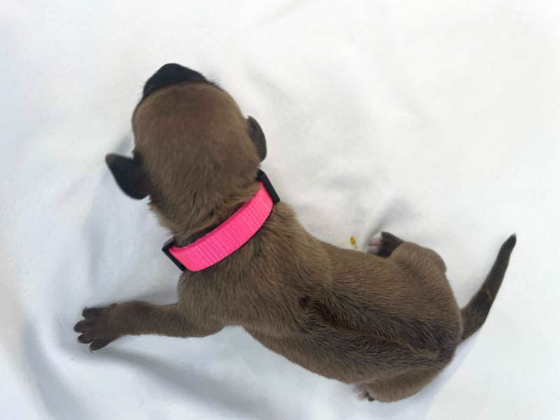 Rhodesian Ridgeback puppies for sale woodlands texas texas 1 Rhodesian Ridgeback puppies for sale woodlands texas texas 1
