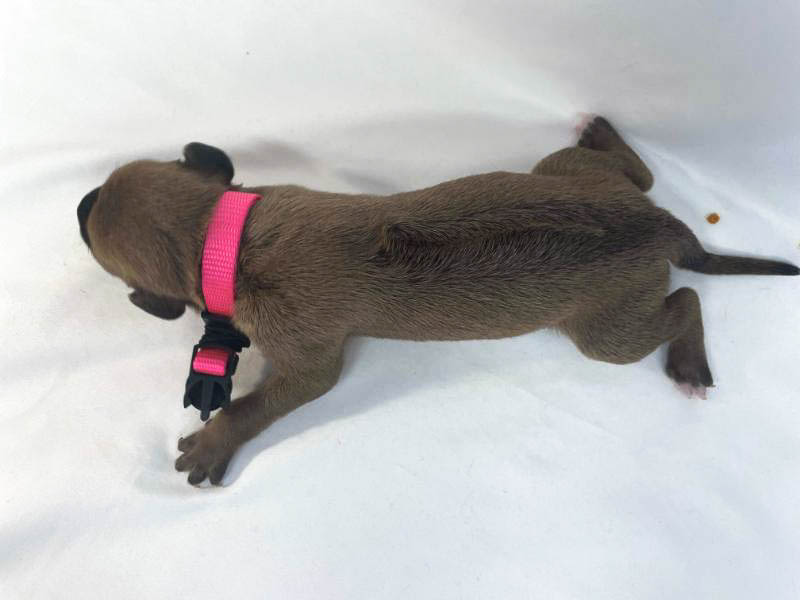 Rhodesian Ridgeback puppies for sale woodlands texas texas 10 Rhodesian Ridgeback puppies for sale woodlands texas texas 10