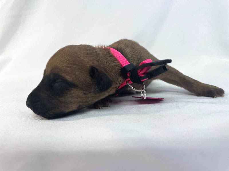 Rhodesian Ridgeback puppies for sale woodlands texas texas 11 Rhodesian Ridgeback puppies for sale woodlands texas texas 11