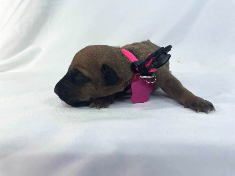 Rhodesian Ridgeback puppies for sale woodlands texas texas 12 Rhodesian Ridgeback puppies for sale woodlands texas texas 12