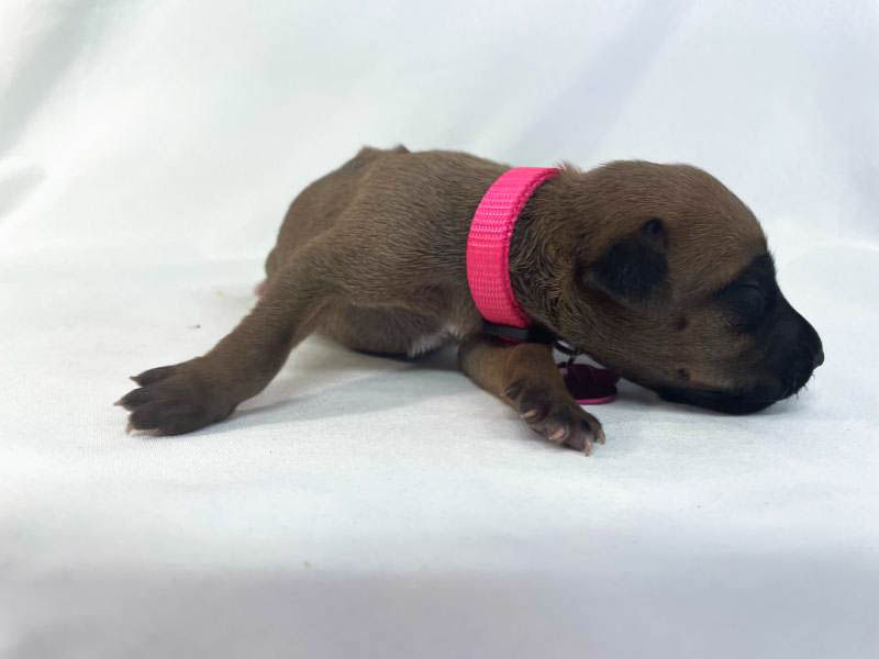 Rhodesian Ridgeback puppies for sale woodlands texas texas 13 Rhodesian Ridgeback puppies for sale woodlands texas texas 13