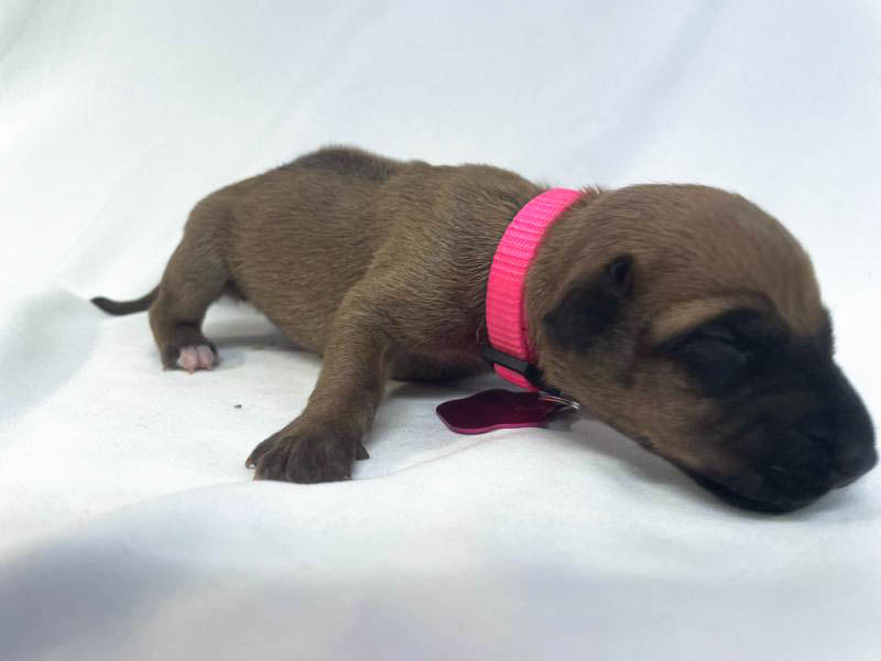 Rhodesian Ridgeback puppies for sale woodlands texas texas 3 Rhodesian Ridgeback puppies for sale woodlands texas texas 3