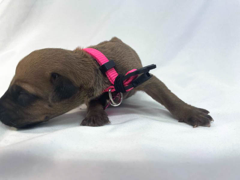 Rhodesian Ridgeback puppies for sale woodlands texas texas 4 Rhodesian Ridgeback puppies for sale woodlands texas texas 4
