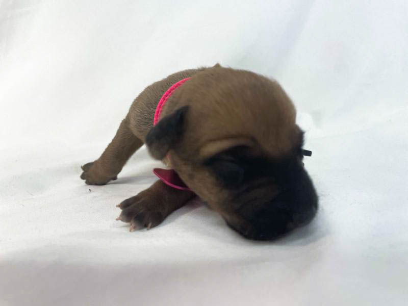 Rhodesian Ridgeback puppies for sale woodlands texas texas 6 Rhodesian Ridgeback puppies for sale woodlands texas texas 6