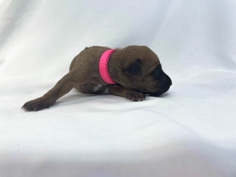 Rhodesian Ridgeback puppies for sale woodlands texas texas 7 Rhodesian Ridgeback puppies for sale woodlands texas texas 7