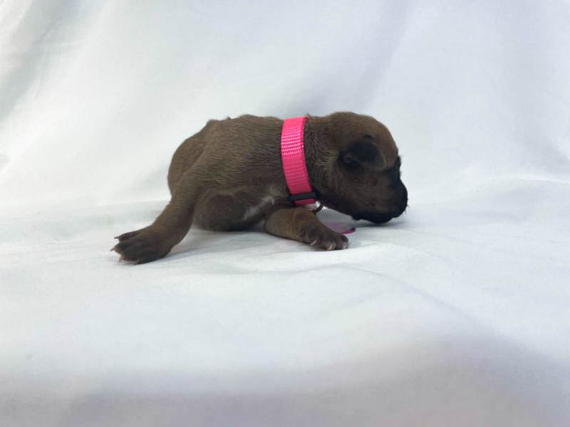 Rhodesian Ridgeback puppies for sale woodlands texas texas 8 Rhodesian Ridgeback puppies for sale woodlands texas texas 8