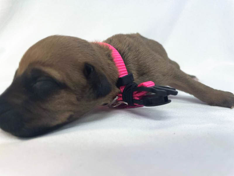 Rhodesian Ridgeback puppies for sale woodlands texas texas 9 Rhodesian Ridgeback puppies for sale woodlands texas texas 9