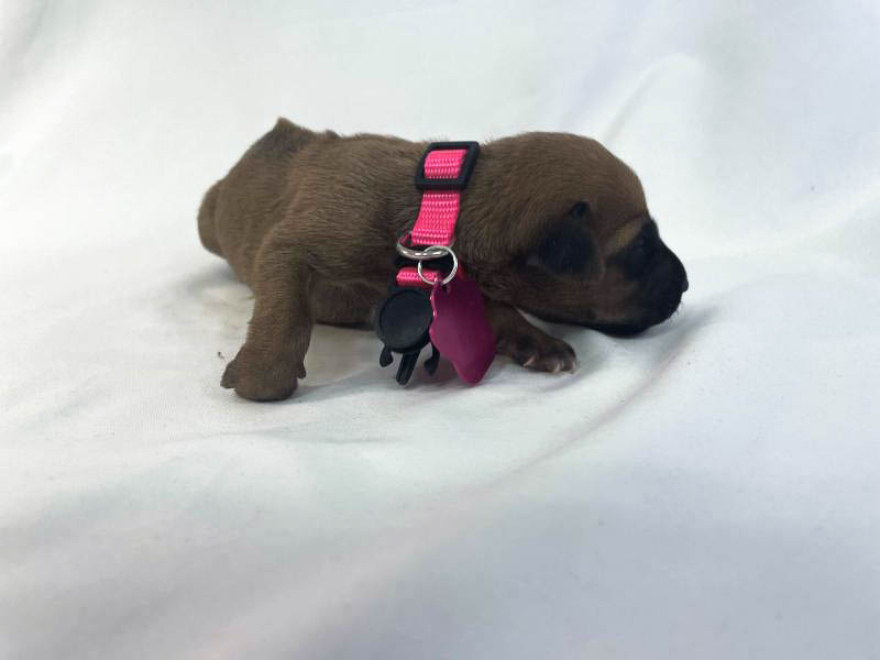 Rhodesian Ridgeback puppies for sale woodlands texas texas Rhodesian Ridgeback puppies for sale woodlands texas texas