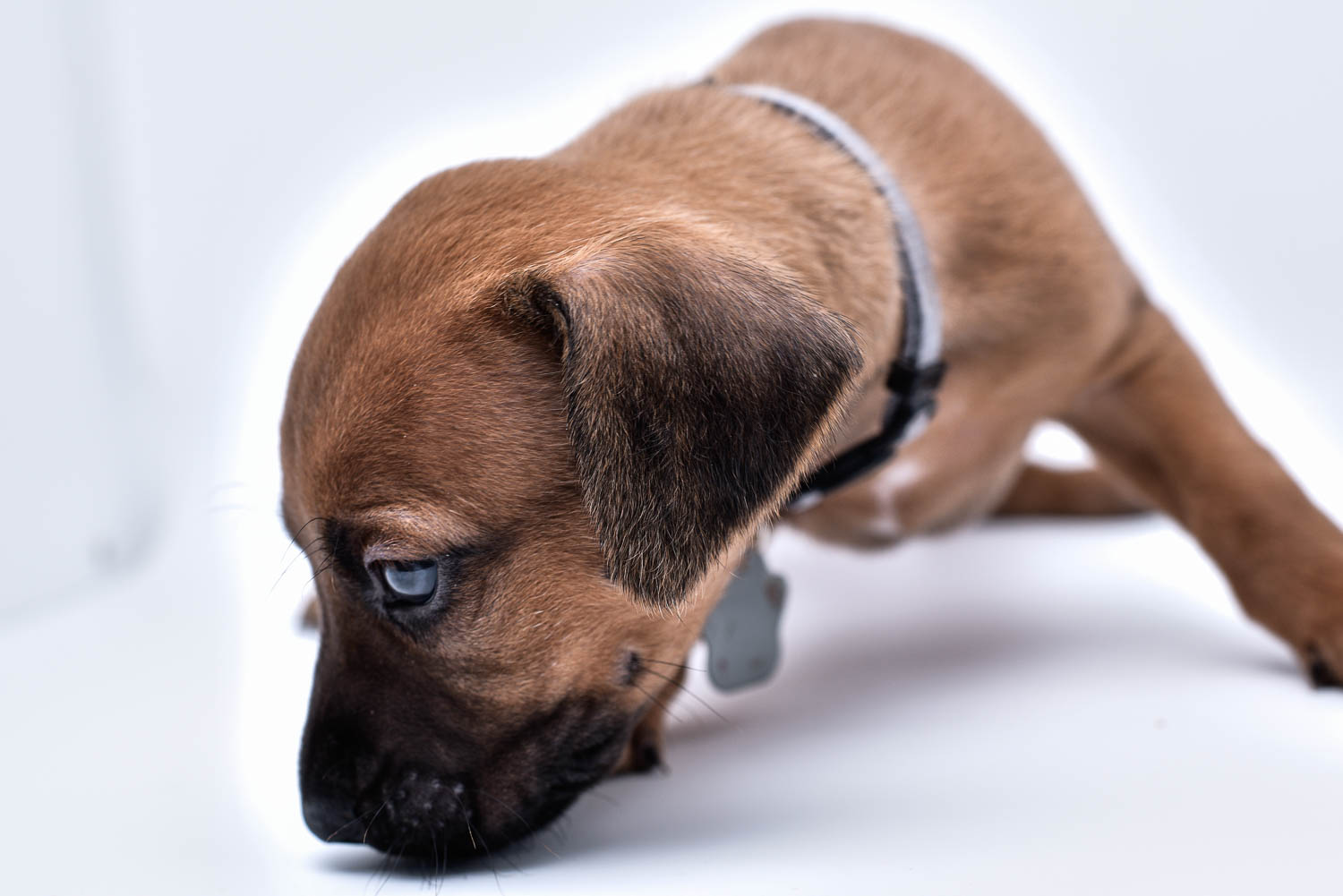 purebred rhodesian ridgeback puppies for sale in texas 30 purebred rhodesian ridgeback puppies for sale in texas 30