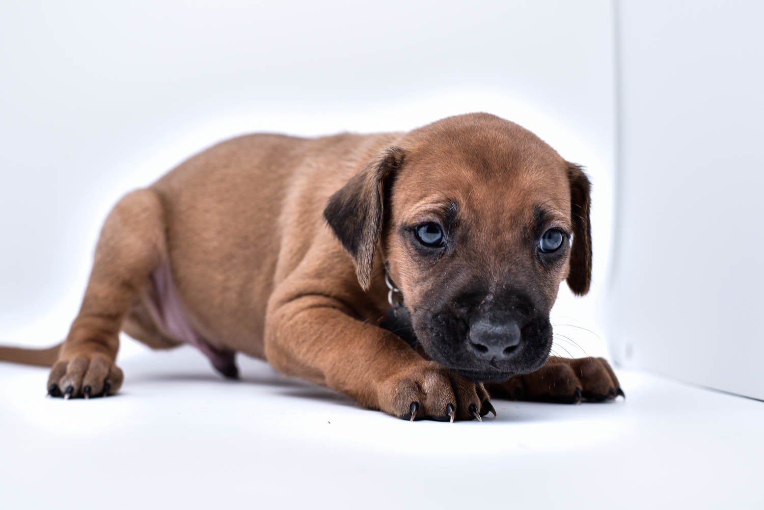 purebred rhodesian ridgeback puppies for sale in texas 31 purebred rhodesian ridgeback puppies for sale in texas 31