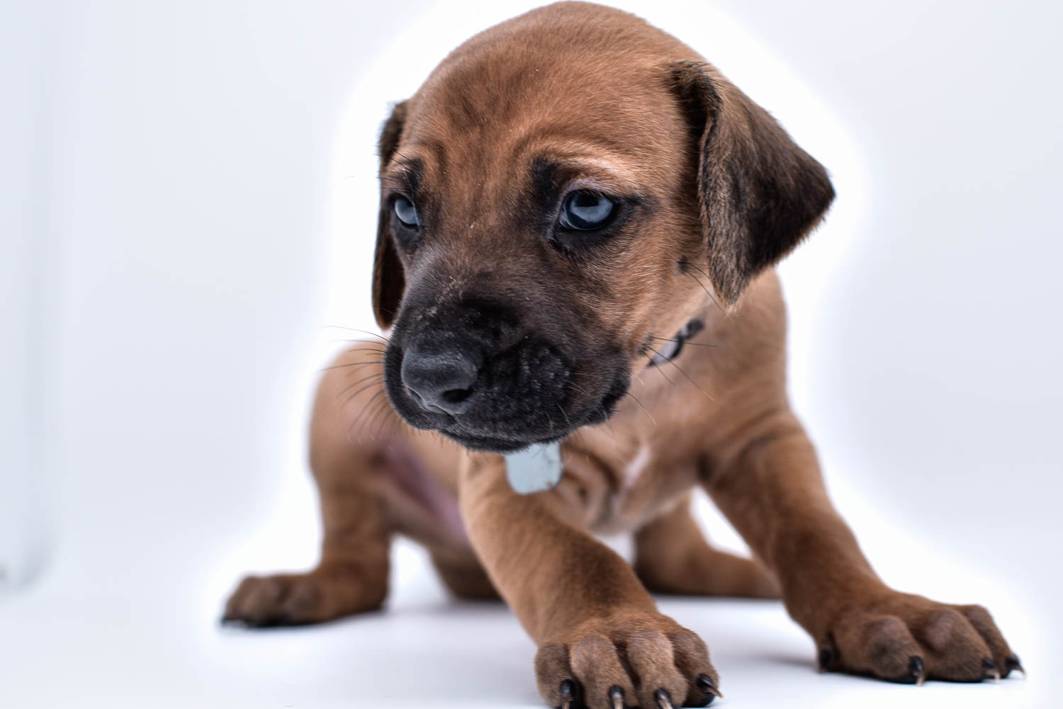 purebred rhodesian ridgeback puppies for sale in texas 32 purebred rhodesian ridgeback puppies for sale in texas 32
