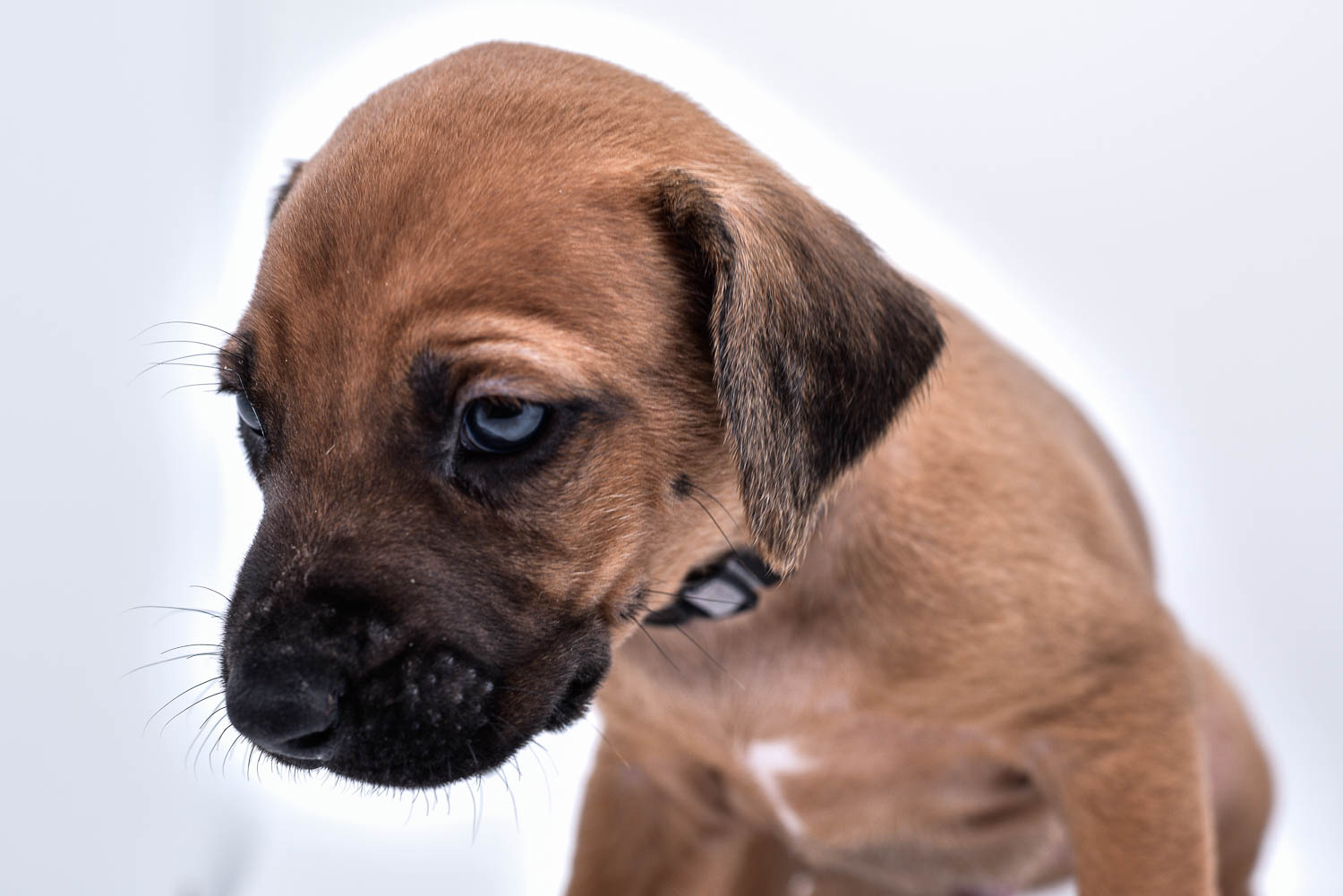 purebred rhodesian ridgeback puppies for sale in texas 33 purebred rhodesian ridgeback puppies for sale in texas 33
