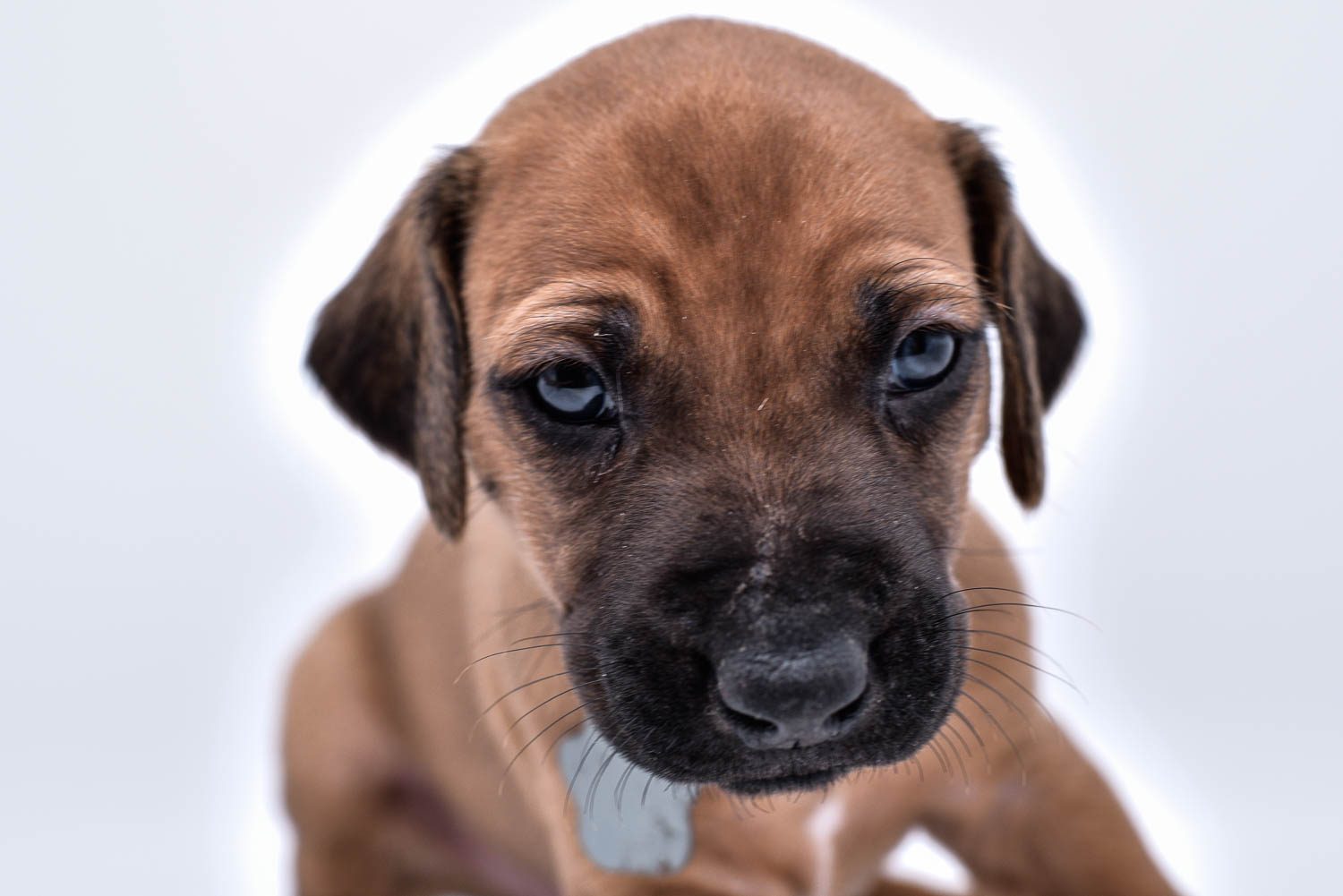 purebred rhodesian ridgeback puppies for sale in texas 34 purebred rhodesian ridgeback puppies for sale in texas 34