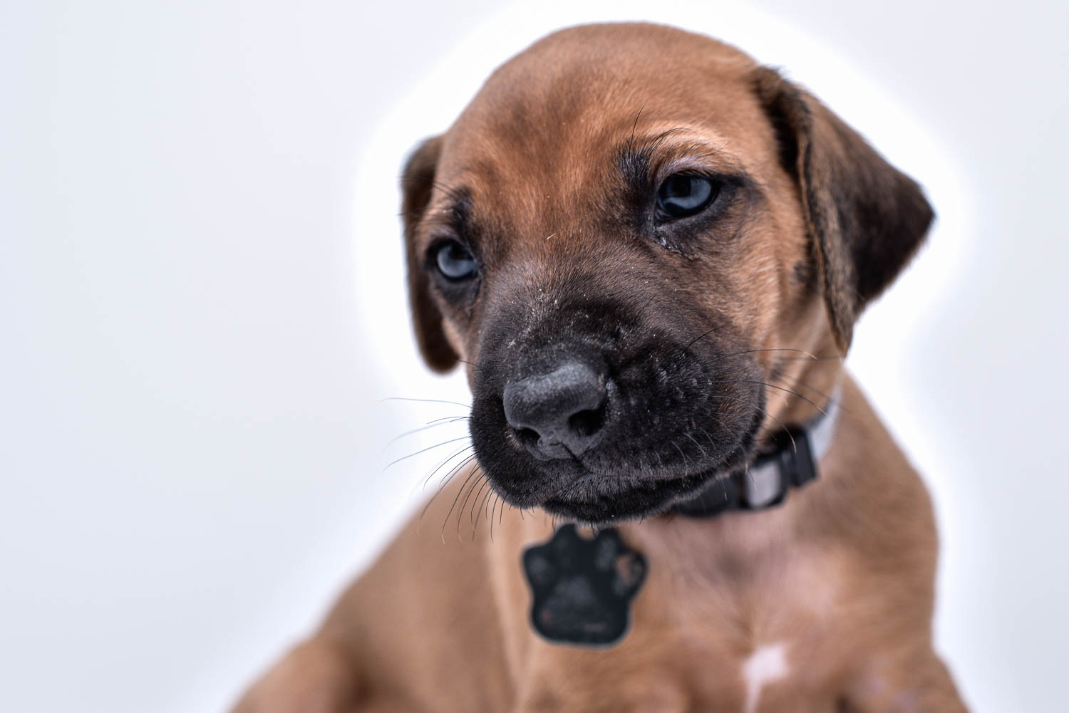 purebred rhodesian ridgeback puppies for sale in texas 36 purebred rhodesian ridgeback puppies for sale in texas 36
