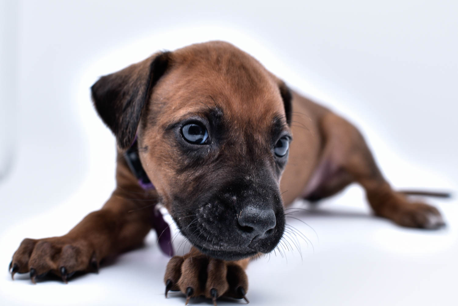 purebred rhodesian ridgeback puppy for sale in texas 25 purebred rhodesian ridgeback puppy for sale in texas 25
