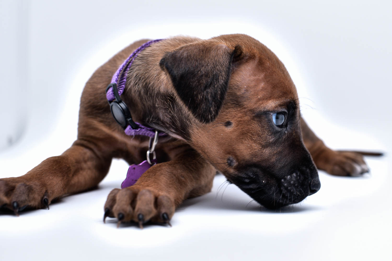 purebred rhodesian ridgeback puppy for sale in texas 26 purebred rhodesian ridgeback puppy for sale in texas 26