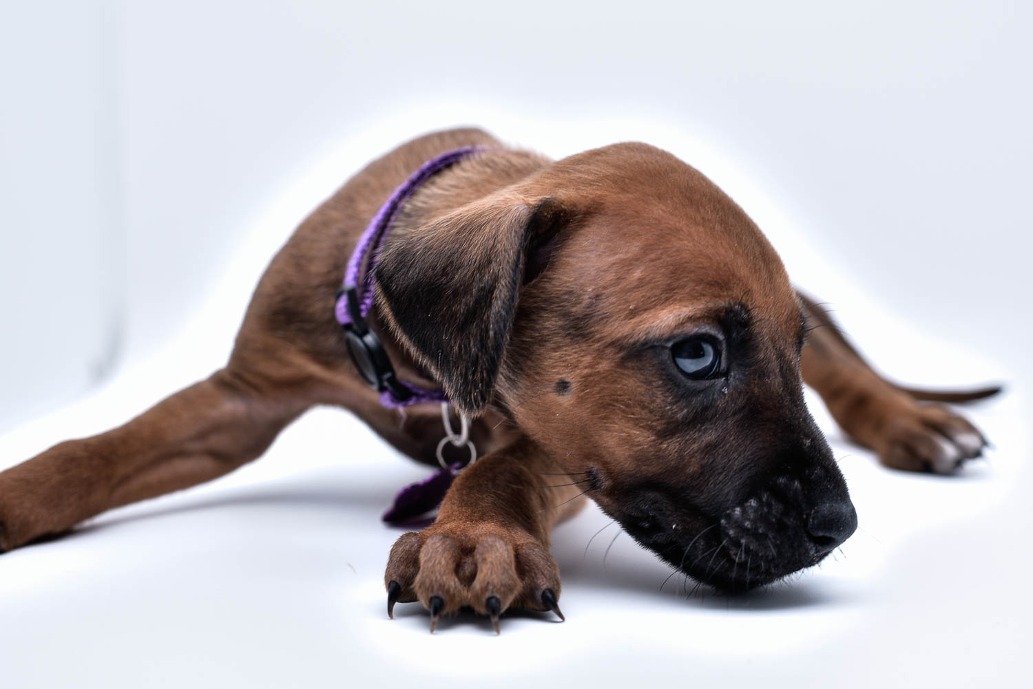 purebred rhodesian ridgeback puppy for sale in texas 27 purebred rhodesian ridgeback puppy for sale in texas 27
