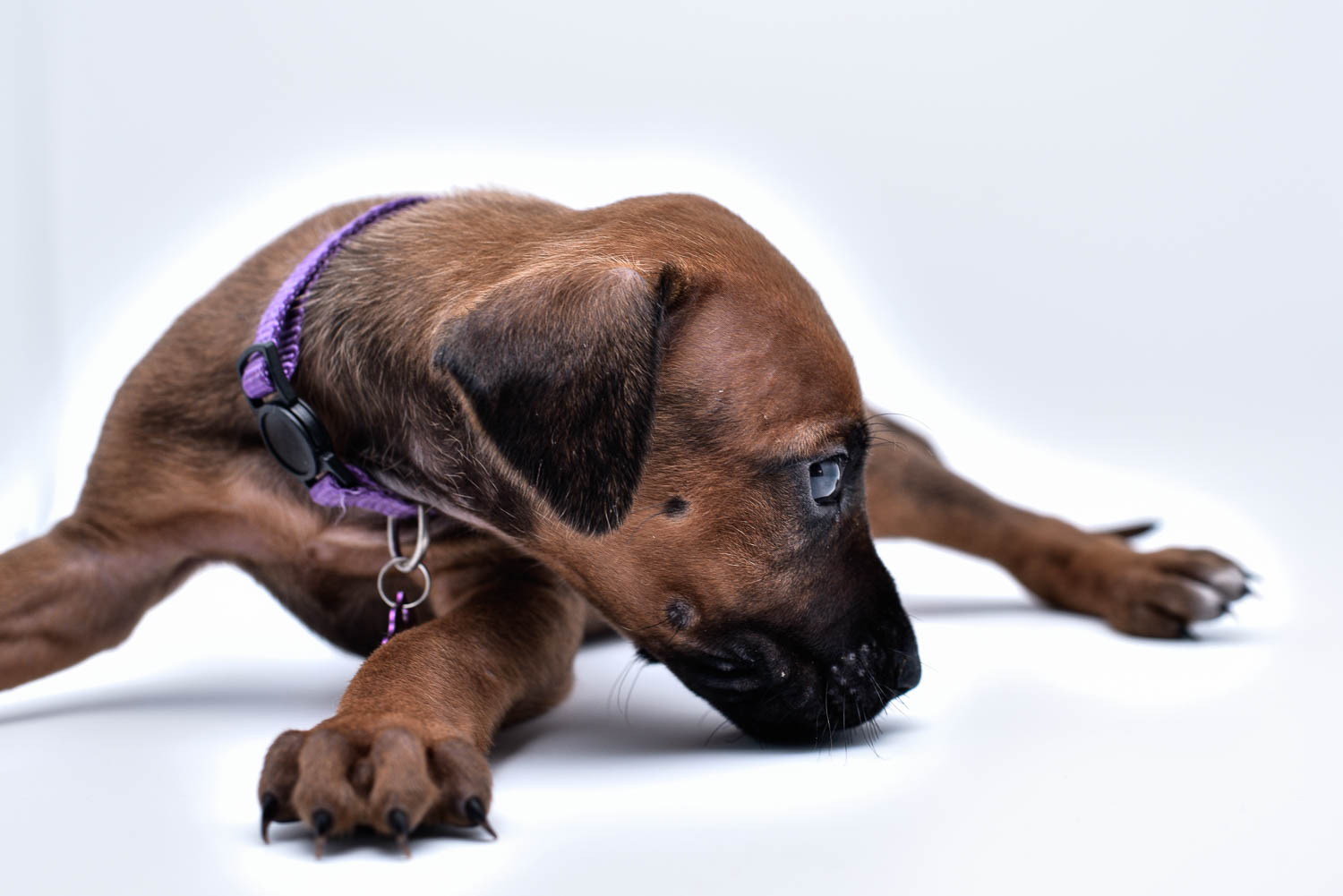 purebred rhodesian ridgeback puppy for sale in texas 28 purebred rhodesian ridgeback puppy for sale in texas 28