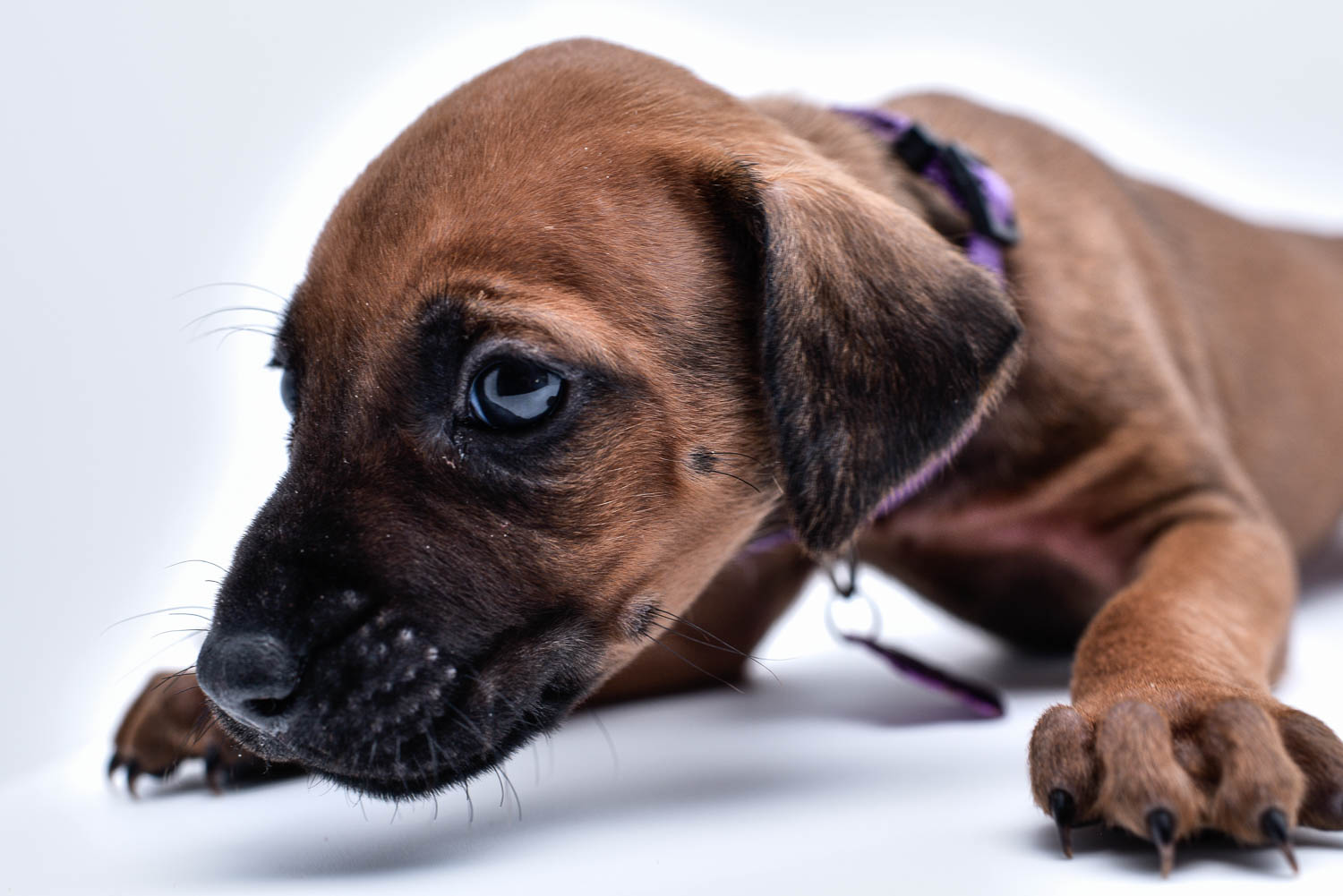 purebred rhodesian ridgeback puppy for sale in texas 29 purebred rhodesian ridgeback puppy for sale in texas 29
