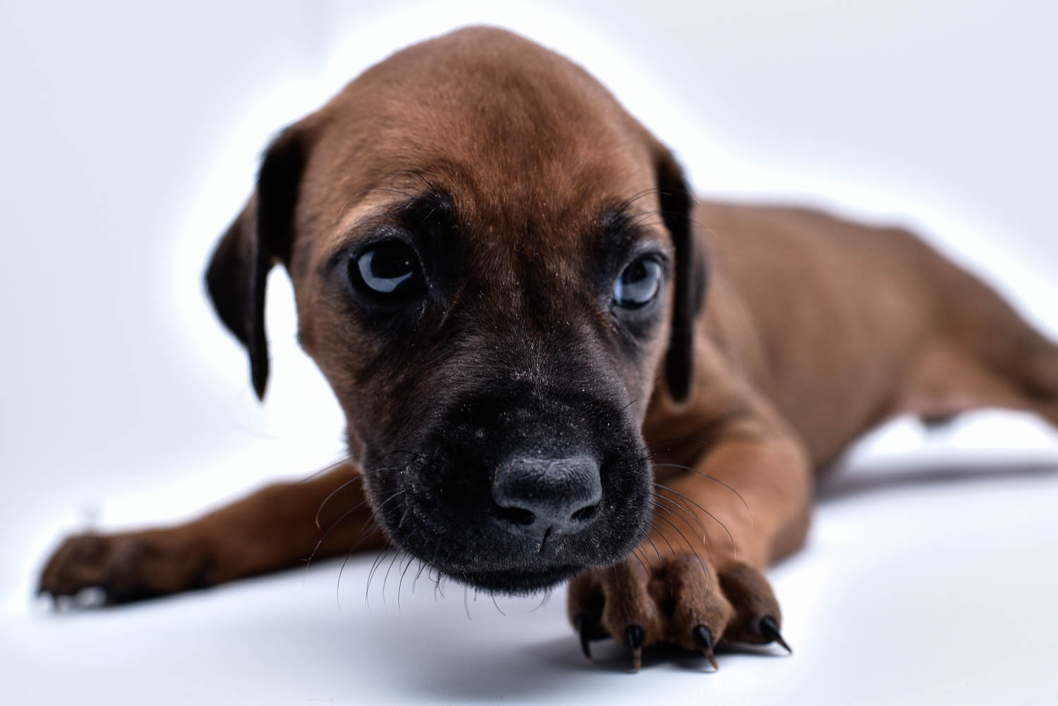 purebred rhodesian ridgeback puppy for sale in texas 30 purebred rhodesian ridgeback puppy for sale in texas 30