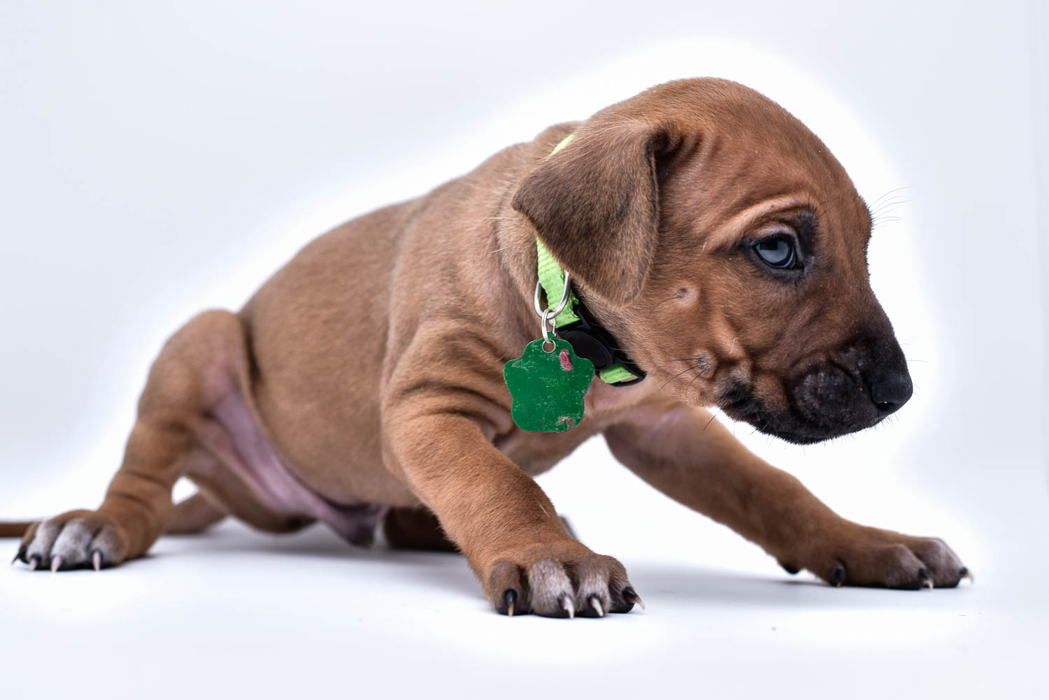 rhodesian ridgeback puppies for sale in texas hill country 1 rhodesian ridgeback puppies for sale in texas hill country 1
