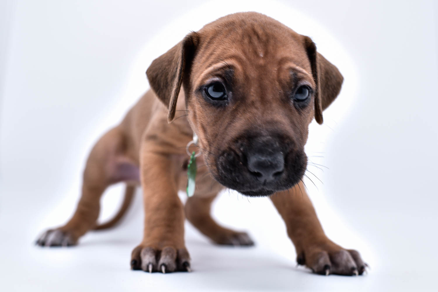rhodesian ridgeback puppies for sale in texas hill country 2 rhodesian ridgeback puppies for sale in texas hill country 2