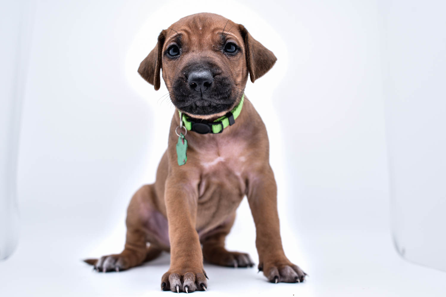 rhodesian ridgeback puppies for sale in texas hill country 3 rhodesian ridgeback puppies for sale in texas hill country 3