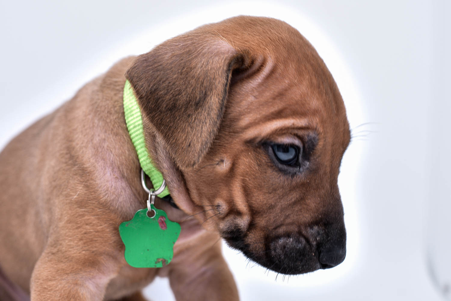 rhodesian ridgeback puppies for sale in texas hill country 4 rhodesian ridgeback puppies for sale in texas hill country 4