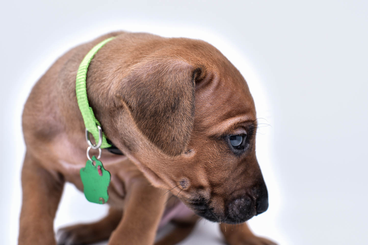 rhodesian ridgeback puppies for sale in texas hill country 5 rhodesian ridgeback puppies for sale in texas hill country 5