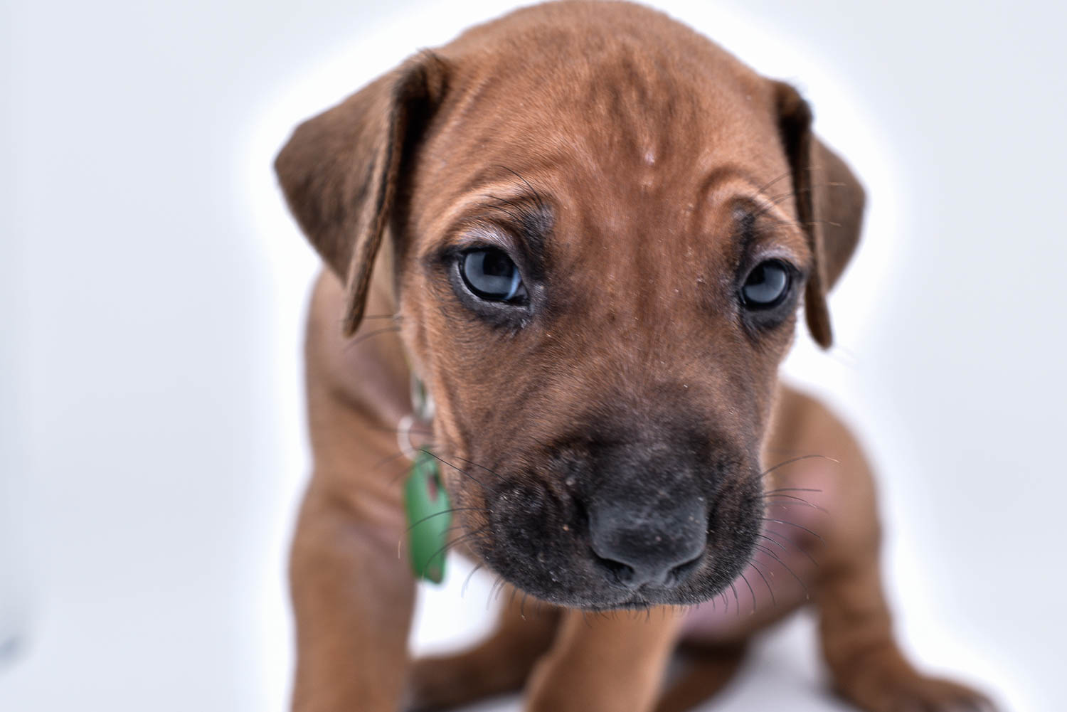 rhodesian ridgeback puppies for sale in texas hill country 6 rhodesian ridgeback puppies for sale in texas hill country 6