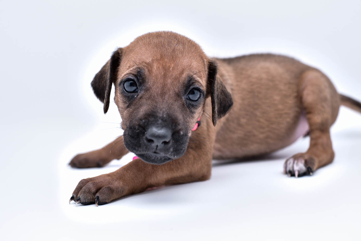 rhodesian ridgeback puppies for sale in texas puppy for sale 13 rhodesian ridgeback puppies for sale in texas puppy for sale 13