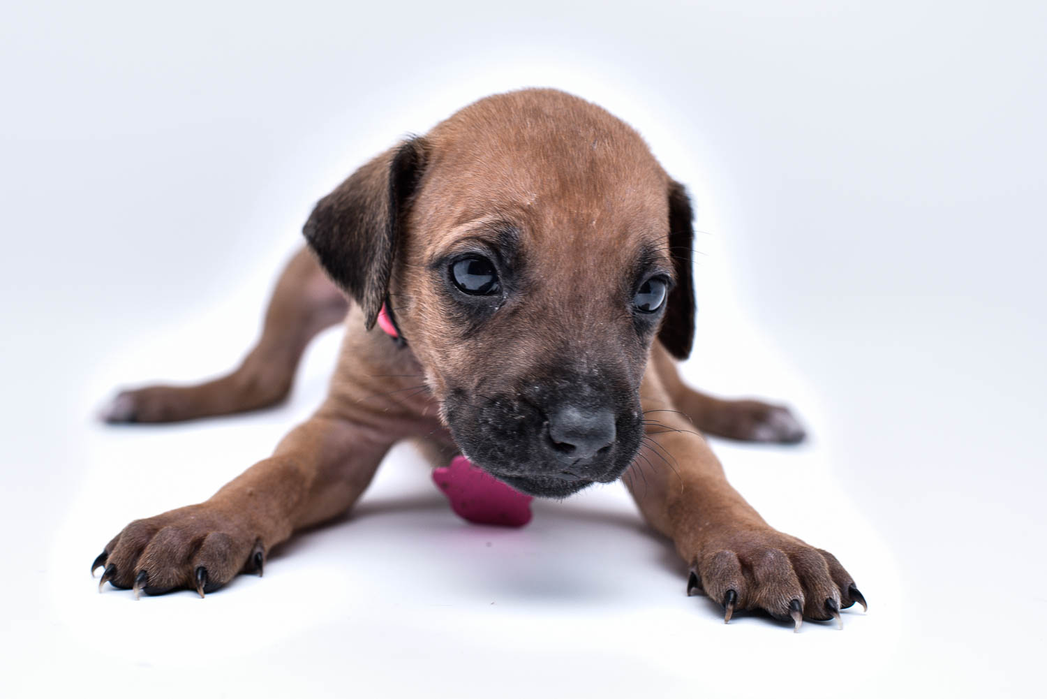 rhodesian ridgeback puppies for sale in texas puppy for sale 15 rhodesian ridgeback puppies for sale in texas puppy for sale 15