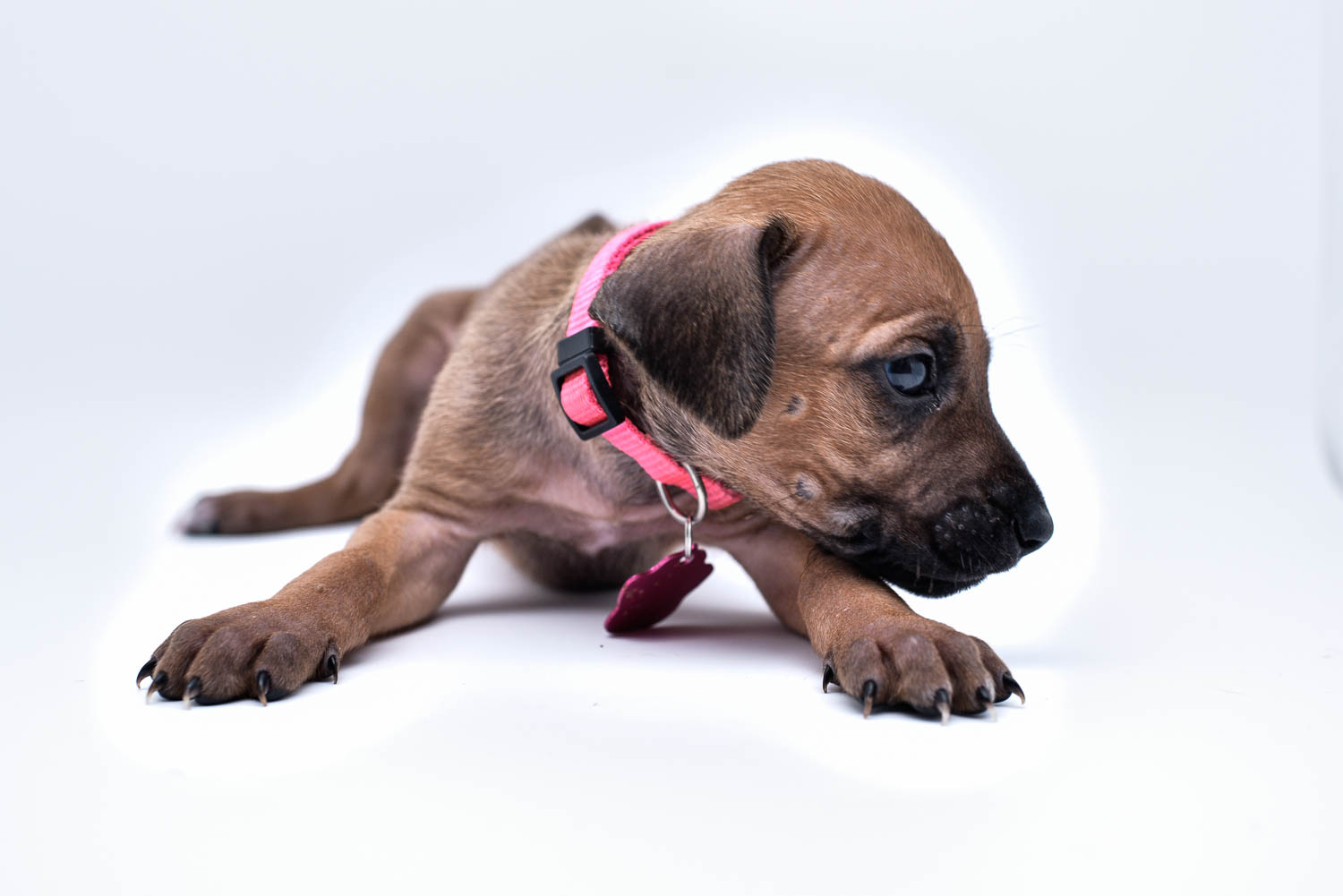 rhodesian ridgeback puppies for sale in texas puppy for sale 16 rhodesian ridgeback puppies for sale in texas puppy for sale 16