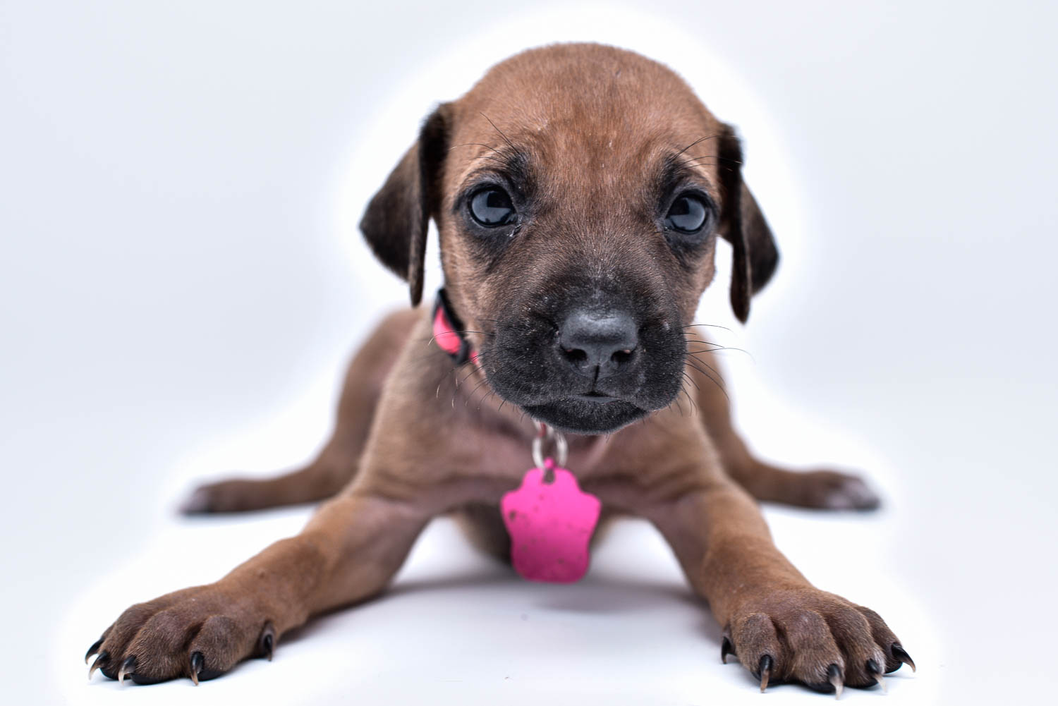 rhodesian ridgeback puppies for sale in texas puppy for sale 17 rhodesian ridgeback puppies for sale in texas puppy for sale 17