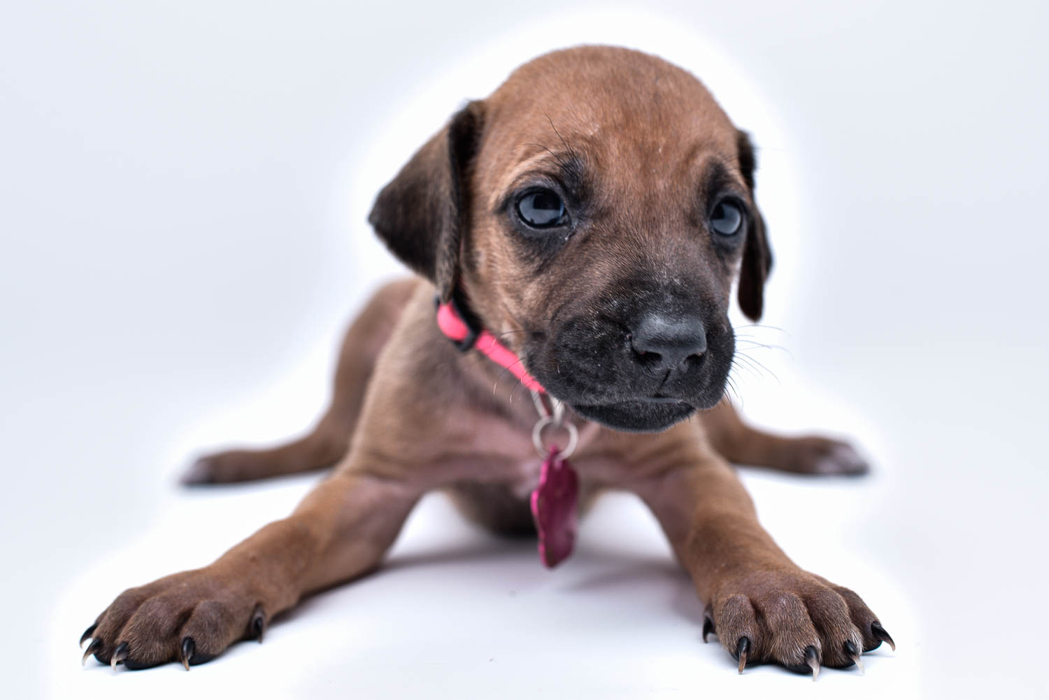 rhodesian ridgeback puppies for sale in texas puppy for sale 18 rhodesian ridgeback puppies for sale in texas puppy for sale 18