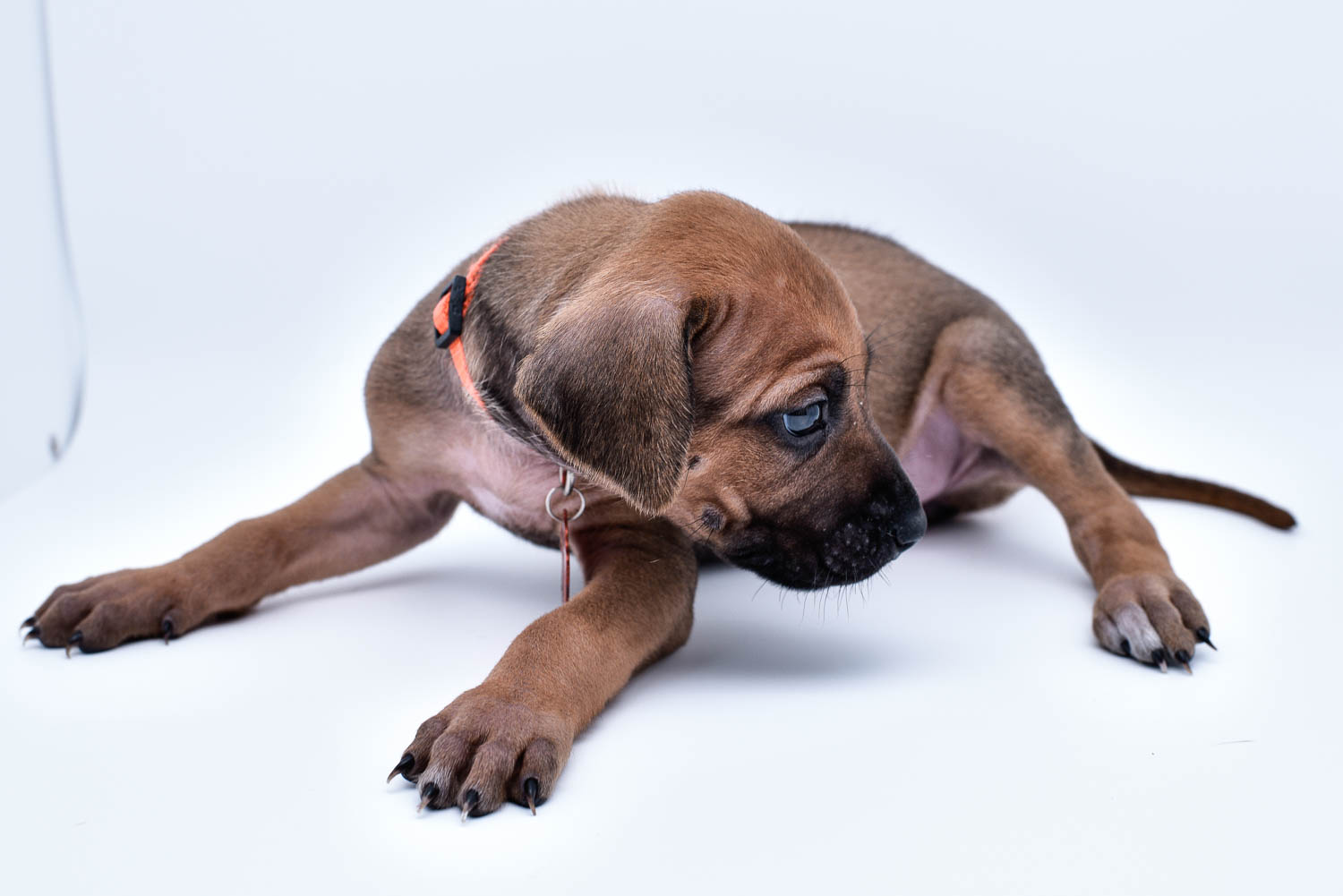 rhodesian ridgeback puppies for sale in texas puppy for sale central texas 1 rhodesian ridgeback puppies for sale in texas puppy for sale central texas 1