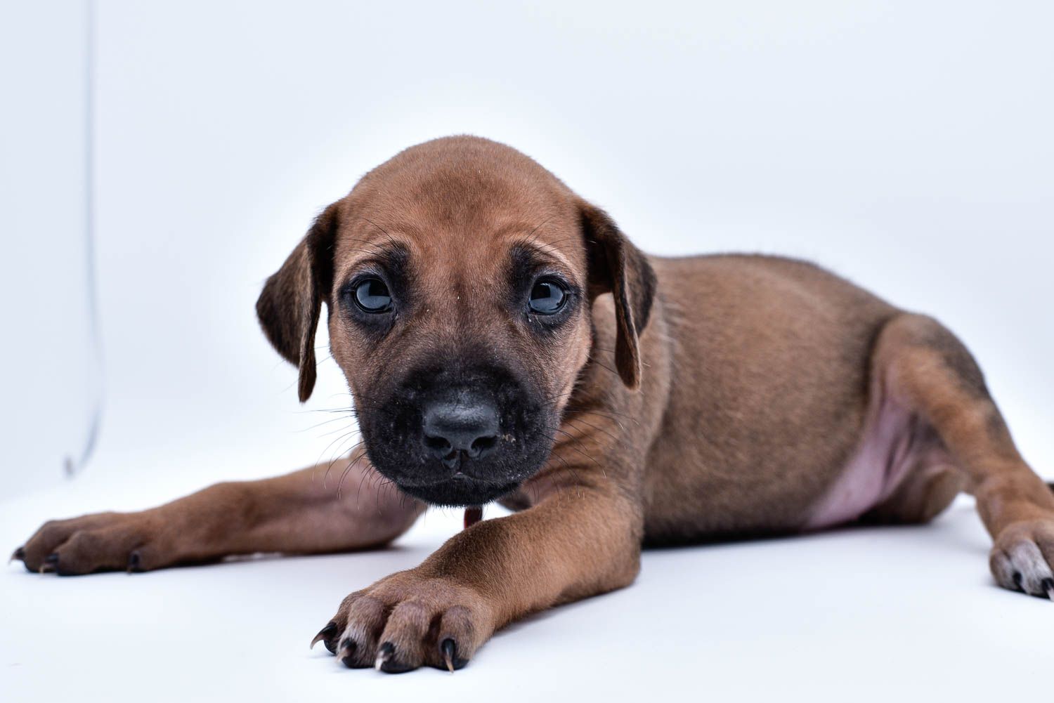 rhodesian ridgeback puppies for sale in texas puppy for sale central texas 2 rhodesian ridgeback puppies for sale in texas puppy for sale central texas 2