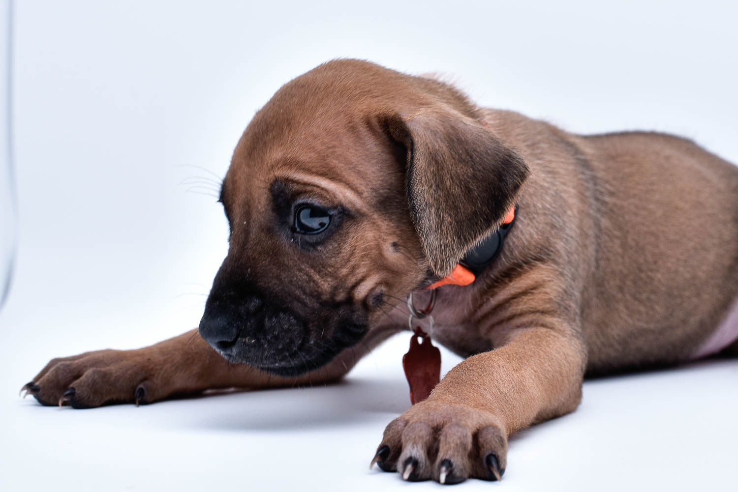 rhodesian ridgeback puppies for sale in texas puppy for sale central texas 3 rhodesian ridgeback puppies for sale in texas puppy for sale central texas 3