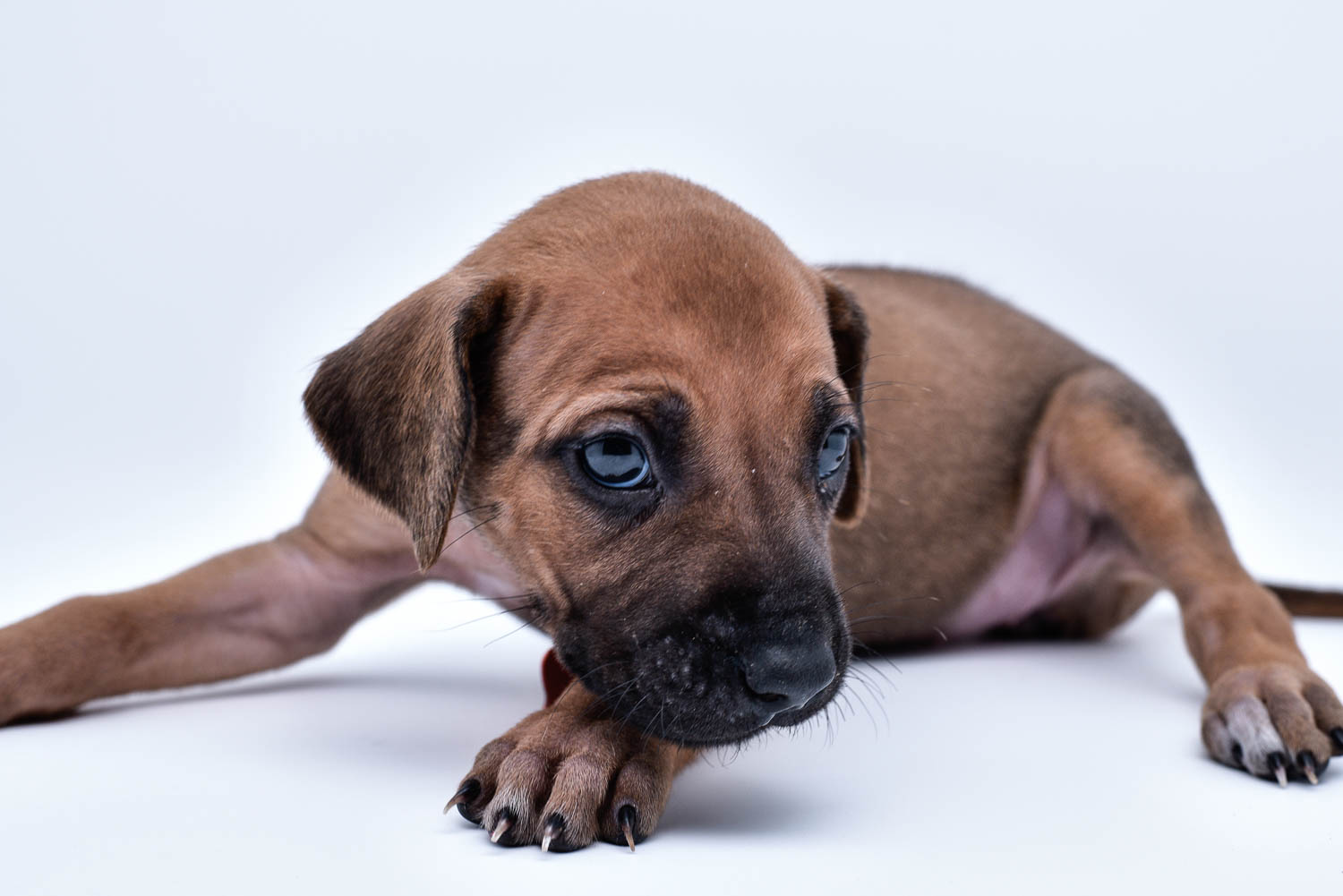 rhodesian ridgeback puppies for sale in texas puppy for sale central texas 4 rhodesian ridgeback puppies for sale in texas puppy for sale central texas 4