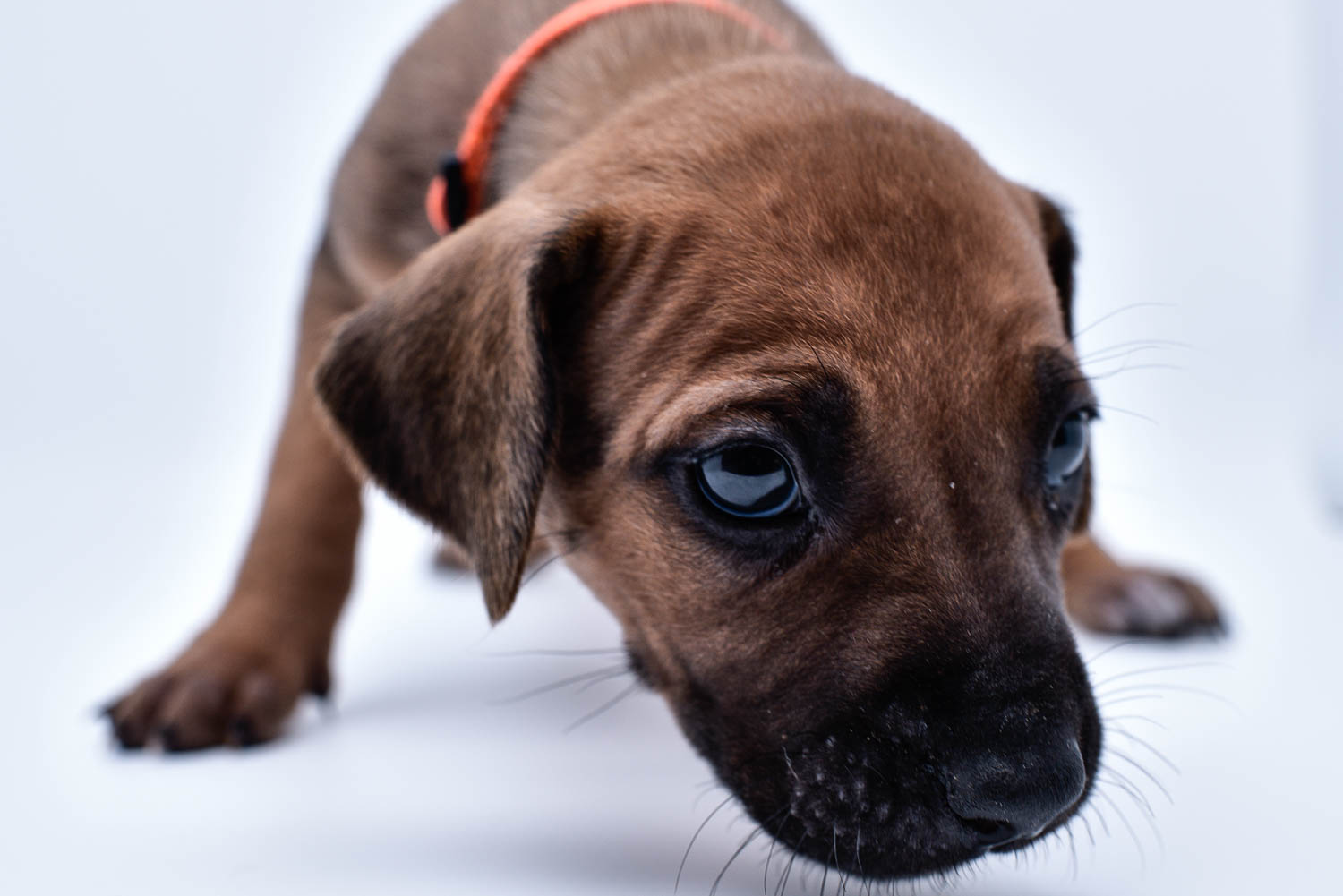 rhodesian ridgeback puppies for sale in texas puppy for sale central texas 5 rhodesian ridgeback puppies for sale in texas puppy for sale central texas 5